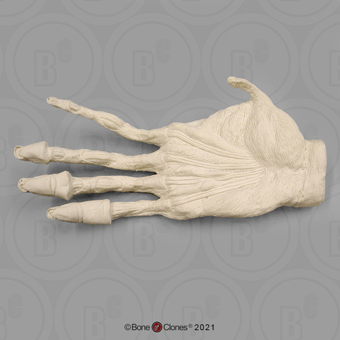 Male Orangutan Right Hand Muscle (Life Cast)