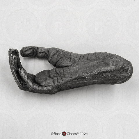 Gibbon Foot (Life Cast)