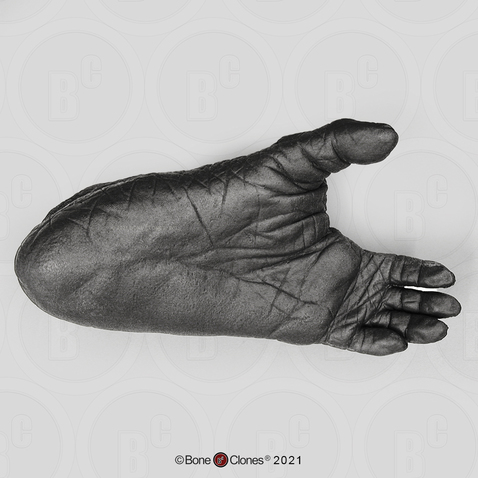 Gorilla Foot, female, left (Life Cast)