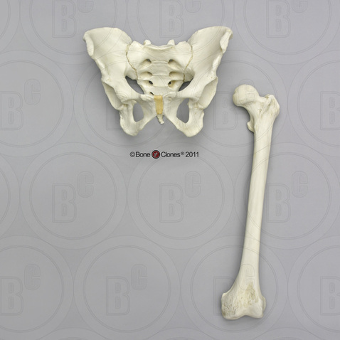 Human Male Asian Robust Pelvis and Femur Set