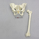 Human Male Asian Robust Pelvis and Femur Set