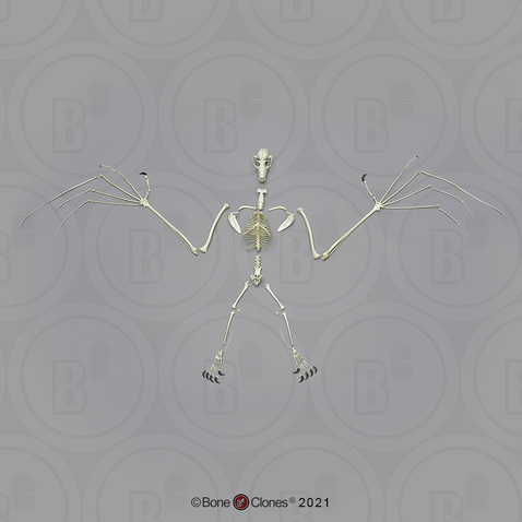 Disarticulated Greater Flying Fox Skeleton