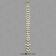 Male Chimpanzee Vertebral Column-all 24 Vertebrae, Disarticulated