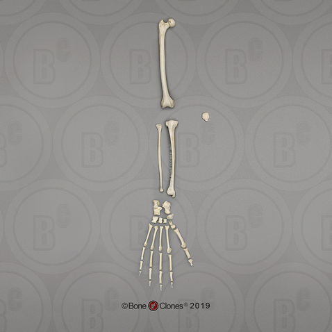 Siamang Leg, Disarticulated with Disarticulated Foot