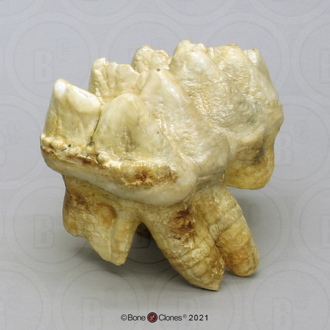 Mastodon Molar