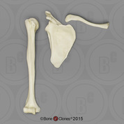 Human Female European Humerus, Scapula, Clavicle Set