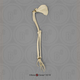 Mandrill Baboon Arm, Articulated w/ Articulated Rigid Hand with Scapula