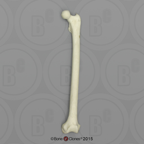 Black Spider Monkey Femur