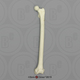 Black Spider Monkey Femur