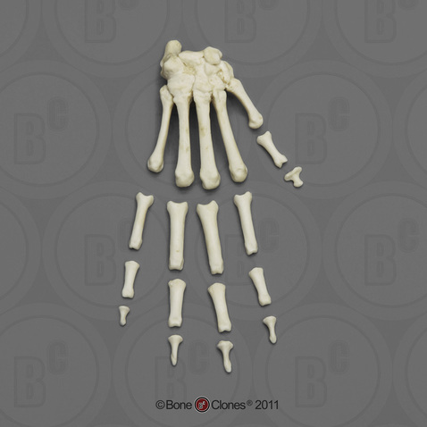 Vervet Hand, Semi-articulated