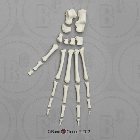 Vervet Foot, Disarticulated