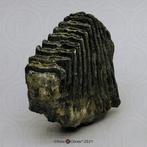 Columbian Mammoth Molar