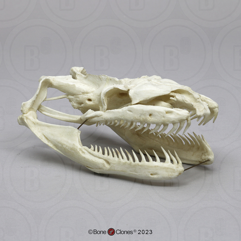 Python Skull