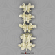 Human Female Asian Lumbar Vertebrae, Set of 5