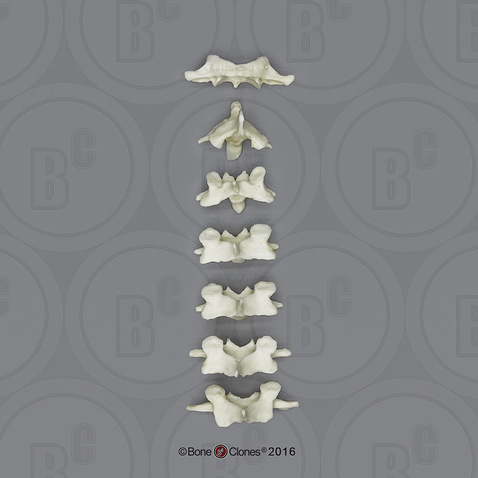 Mandrill Baboon Cervical Vertebrae, set of 7