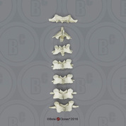 Mandrill Baboon Cervical Vertebrae, set of 7