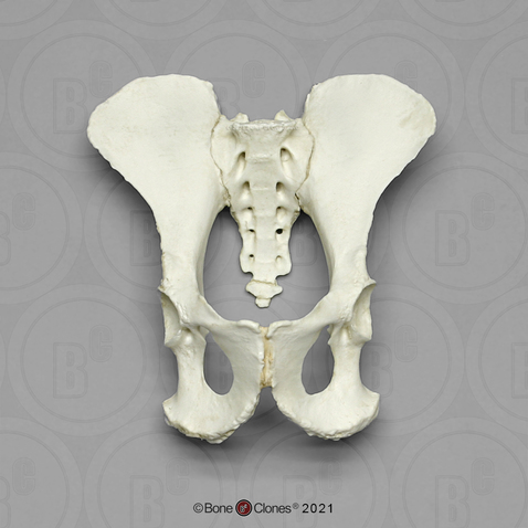 Female Chimpanzee Articulated Pelvis