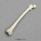 Human 39 Year Old Female Right Femur