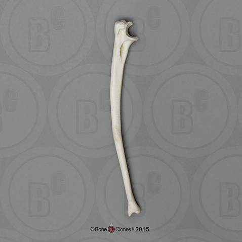 Bonobo Ulna