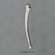 Bonobo Ulna