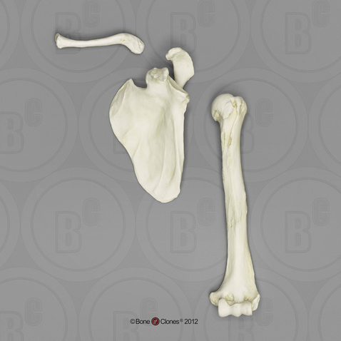 Gorilla Humerus, Scapula and Clavicle Set