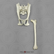 Weeping Capuchin Monkey Pelvis and Femur