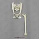 Weeping Capuchin Monkey Pelvis and Femur