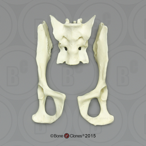 Capuchin Pelvis, Disarticulated