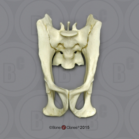 Capuchin Pelvis, Articulated