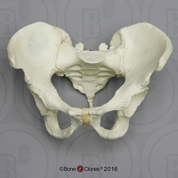 Articulated Human Male Pelvis