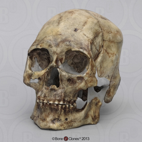 Kennewick Man Skull