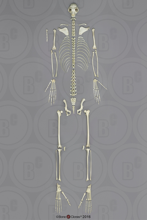 Indri Lemur Skeleton, Disarticulated