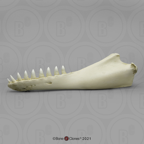 False Killer Whale Jaw (half)