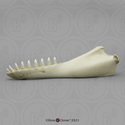 False Killer Whale Jaw (half) KO-044S