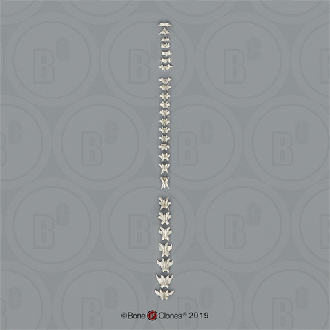 Vervet Vertebral Column-all 26 Vertebrae, Disarticulated