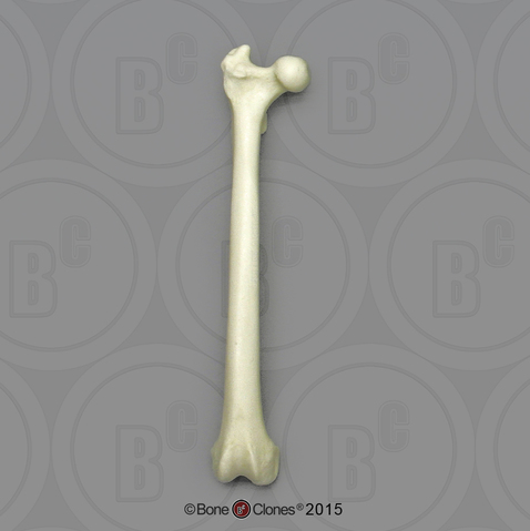 Vervet Femur