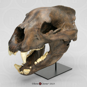 Short-Faced Bear Skull