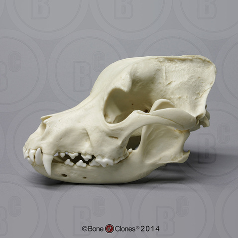 Pit Bull Dog Skull