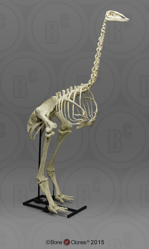 Articulated Elephant Bird Skeleton