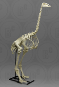 Articulated Elephant Bird Skeleton