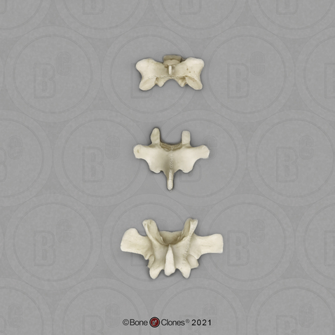 Siamang Vertebrae, set of 3 - Cervical, Thoracic, Lumbar