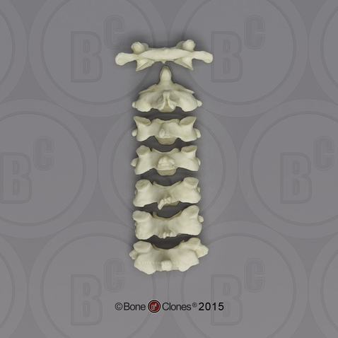 Human Male European Cervical Vertebrae, set of 7