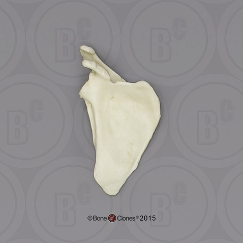 Human Female European Scapula