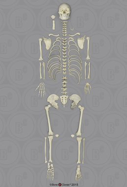 Human Male Asian Robust Disarticulated Skeleton