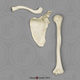 Human Male Asian Robust Humerus, Scapula, Clavicle Set