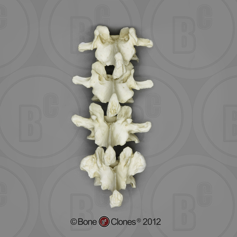 Gorilla Lumbar Vertebrae, Set of 4