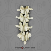 Gorilla Lumbar Vertebrae, Set of 4