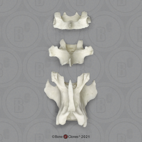 Vervet Vertebrae, set of 3 - Cervical, Thoracic, Lumbar