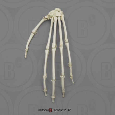 Indri Lemur Hand, Articulated Rigid