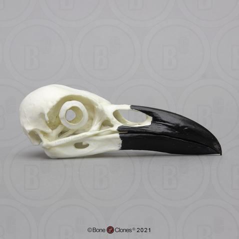 Raven Skull